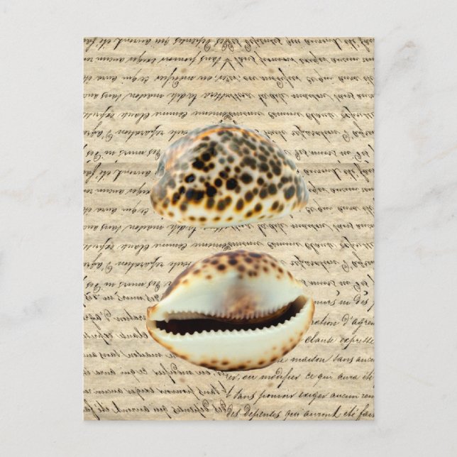 Cowrie snäckors vykort (Framsida)