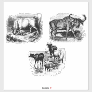 Cows Bull Vatten Buffalo Vintage Animal Art Klistermärken