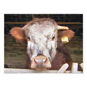 COWS FOTOTRYCK
