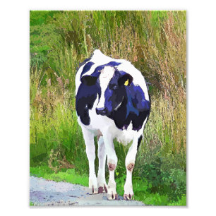 COWS FOTOTRYCK