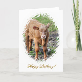 COWS KORT