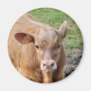 COWS MAGNET