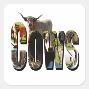 Cows Namn Logotyp Fyrkantigt Klistermärke