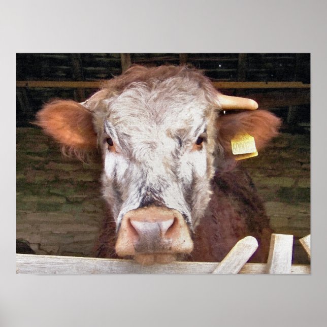 COWS POSTER (Framsidan)