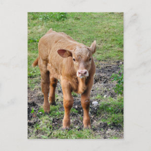 COWS VYKORT