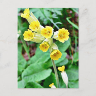 Cowslin Flower Vykort