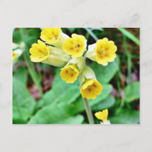 Cowslin Flower Vykort