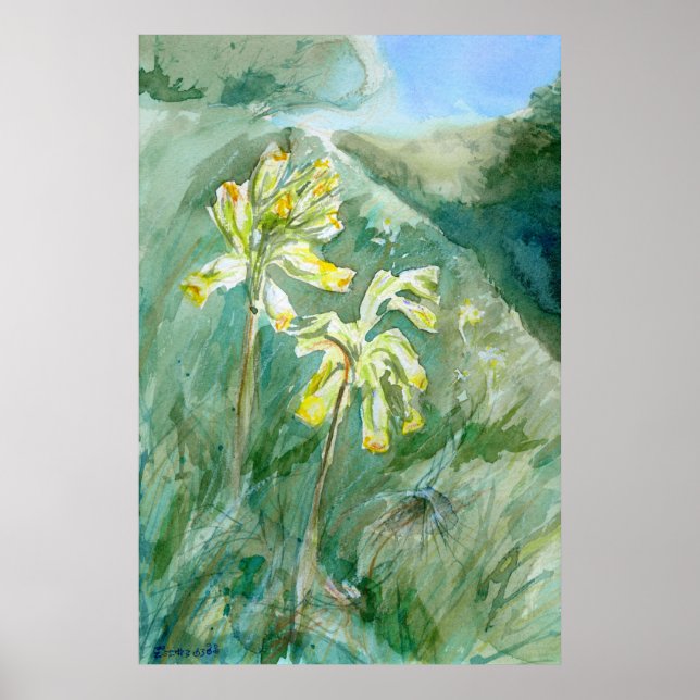 Cowslips Primula veris on a grassy bank Poster (Framsidan)