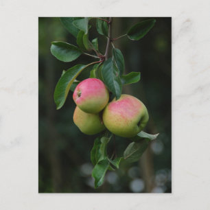 Cox Orange Apple-vykort Vykort