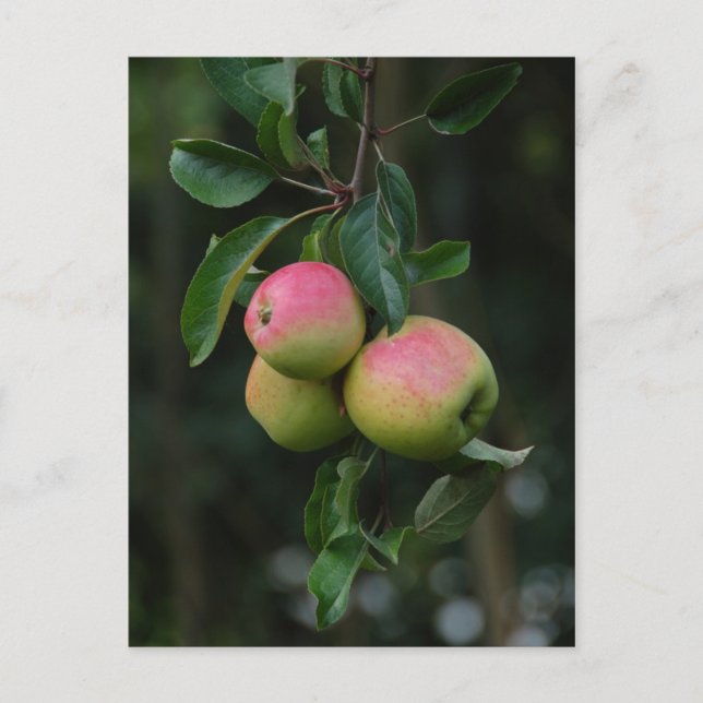 Cox Orange Apple-vykort Vykort (Framsida)