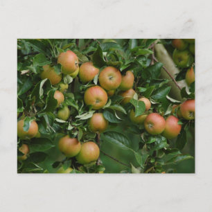 Cox Orange Apple-vykort Vykort