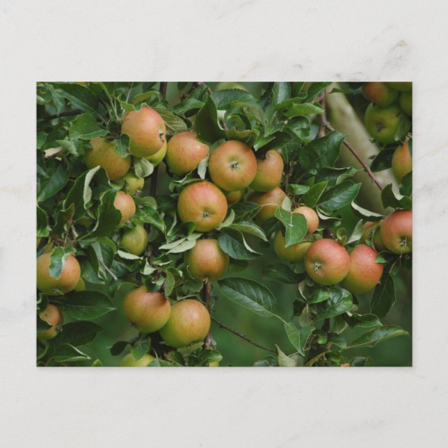 Cox Orange Apple-vykort Vykort (Framsida)