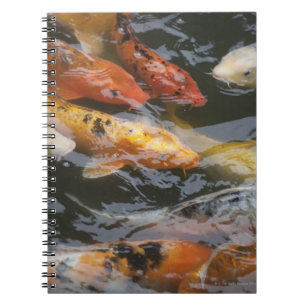 Coy Fish Anteckningsbok Med Spiral
