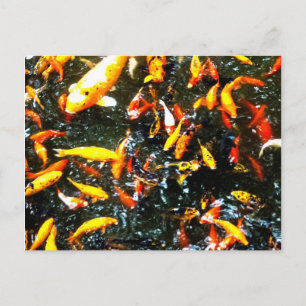 Coy Fish Vykort