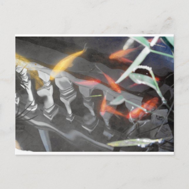 Coy Reflection Vykort (Framsida)