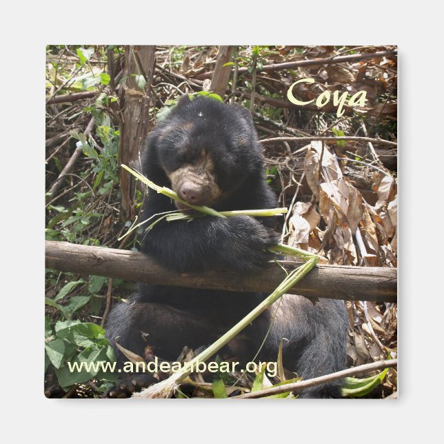 Coya Magnet (Framsidan)