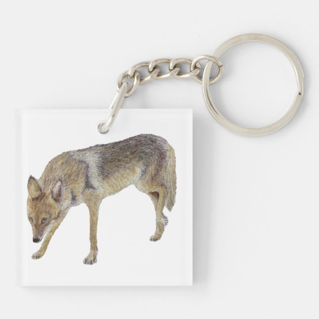 Coyote (Baksidan)