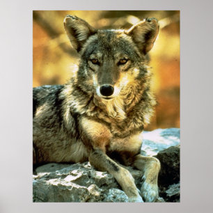 Coyote Älskare Gifts Poster
