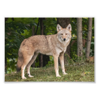 Coyote Benice Fototryck