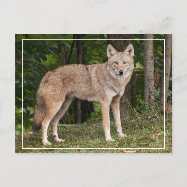 Coyote Benice Vykort (Framsida)