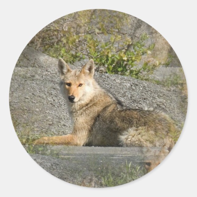 Coyote Bilder Stickers Runt Klistermärke (Framsida)