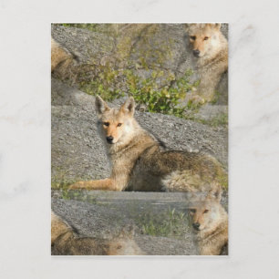 Coyote Bilder vykort
