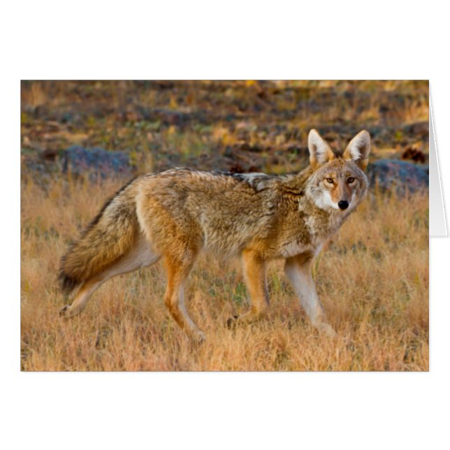 Coyote (Canis Latrans) Jakt Hälsningskort (Framsidan Horizontal)