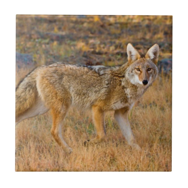 Coyote (Canis Latrans) Jakt Kakelplatta (Framsidan)