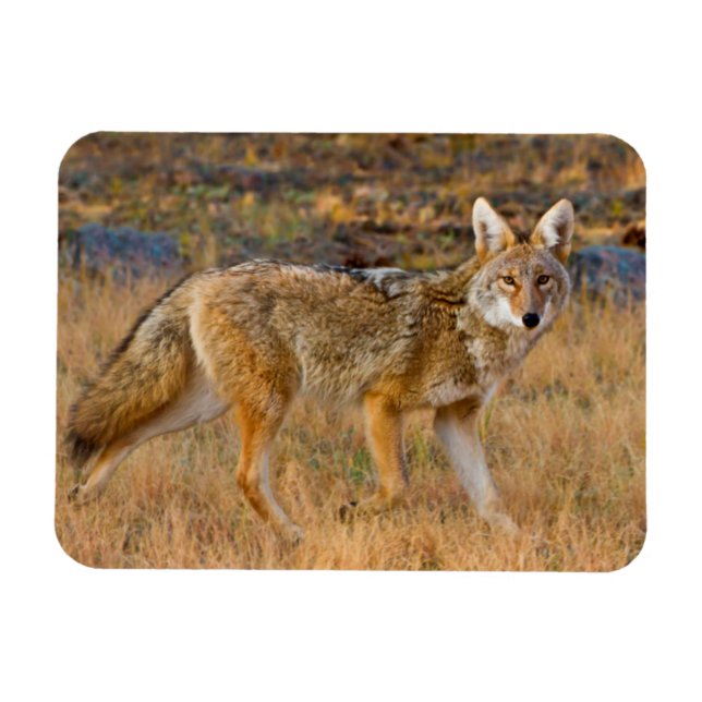 Coyote (Canis Latrans) Jakt Magnet (Horisontell)