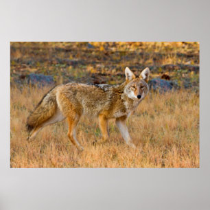 Coyote (Canis Latrans) Jakt Poster