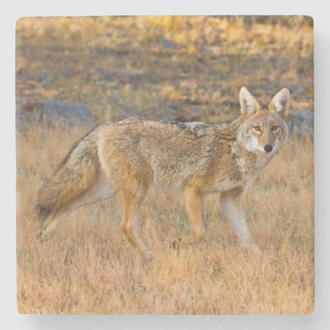 Coyote (Canis Latrans) Jakt Stenunderlägg (Framsidan)