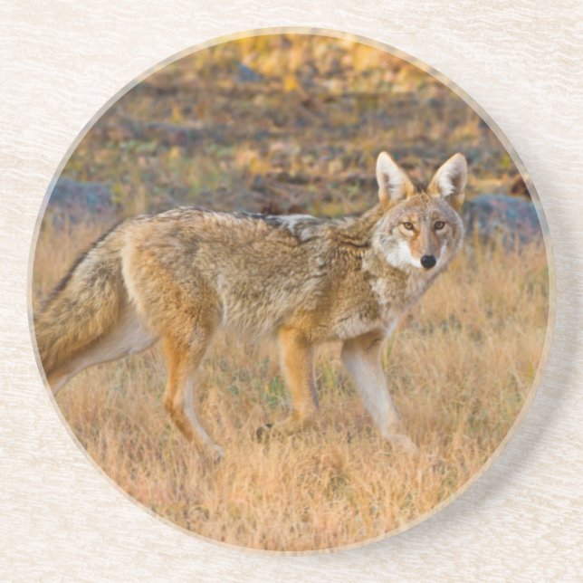 Coyote (Canis Latrans) Jakt Underlägg (Framsidan)
