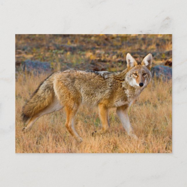 Coyote (Canis Latrans) Jakt Vykort (Framsida)