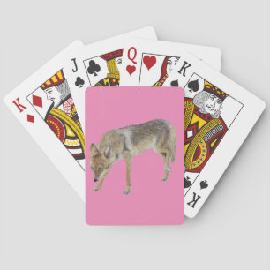 Coyote Casinokort