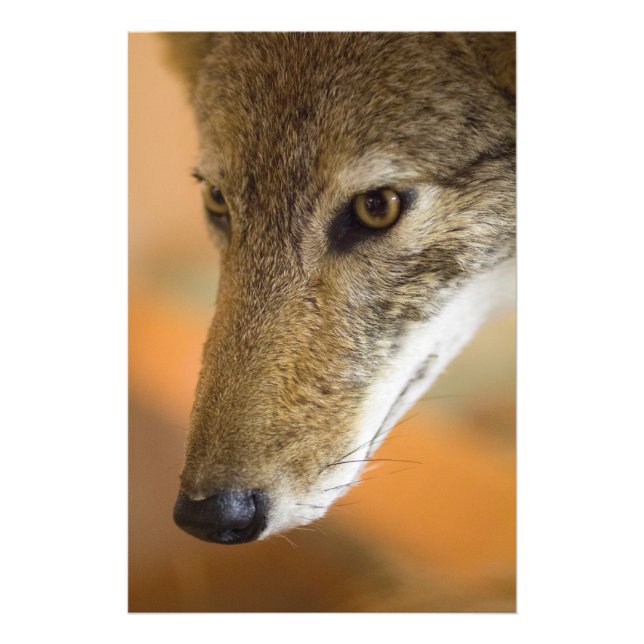 Coyote closeup fototryck (Framsidan)