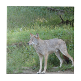 Coyote Collection Kakelplatta