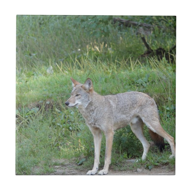 Coyote Collection Kakelplatta (Framsidan)