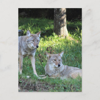Coyote Collection Vykort