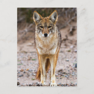 Coyote Encounter Vykort