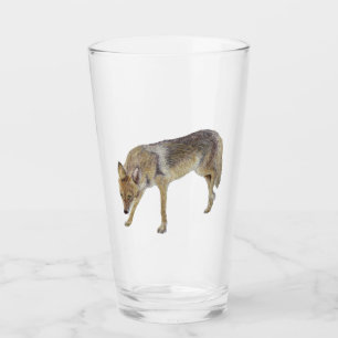 Coyote Glaskopp