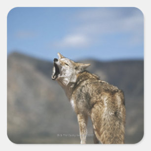 Coyote Howling från hög punkt Fyrkantigt Klistermärke