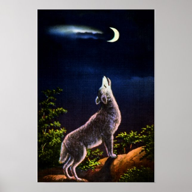 Coyote Howling vid Måne Poster (Framsidan)