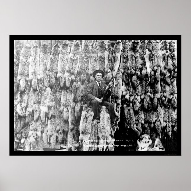 Coyote Hunter Amid över 60 pelts 1913 Poster (Framsidan)