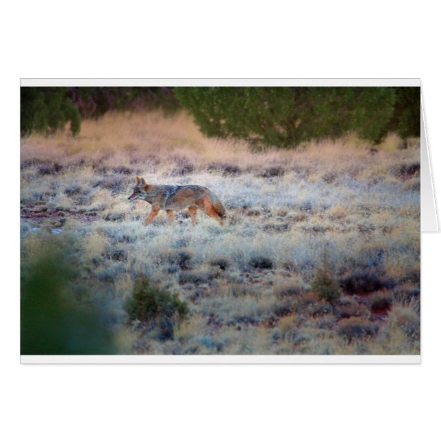 Coyote i dusk hälsningskort (Framsidan Horizontal)