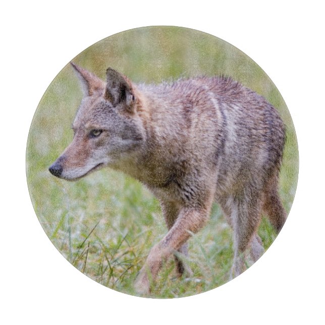 Coyote i fält, Cades Cove (Framsidan)