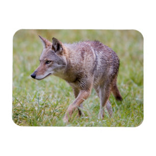 Coyote i fält, Cades Cove Magnet