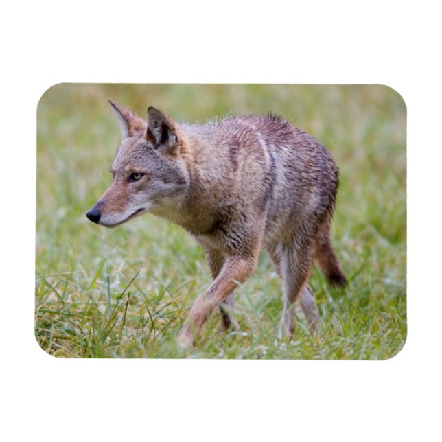 Coyote i fält, Cades Cove Magnet (Horisontell)