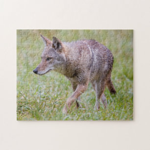 Coyote i fält, Cades Cove Pussel