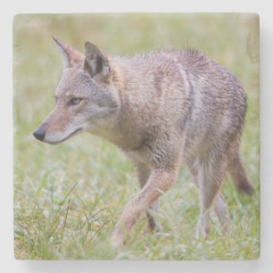 Coyote i fält, Cades Cove Stenunderlägg