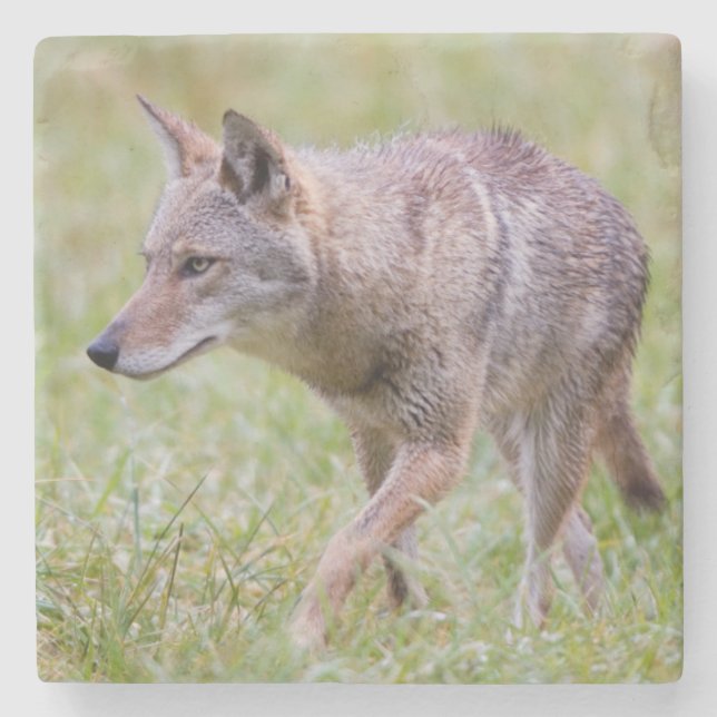 Coyote i fält, Cades Cove Stenunderlägg (Framsidan)